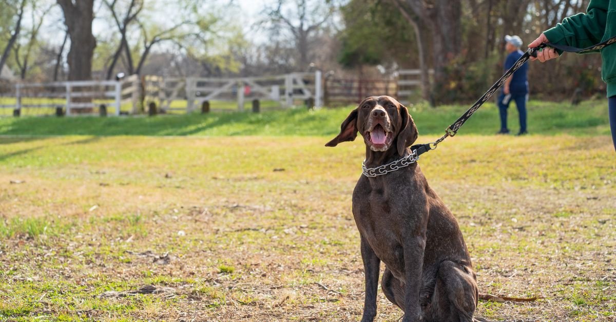 Leash Training Tools