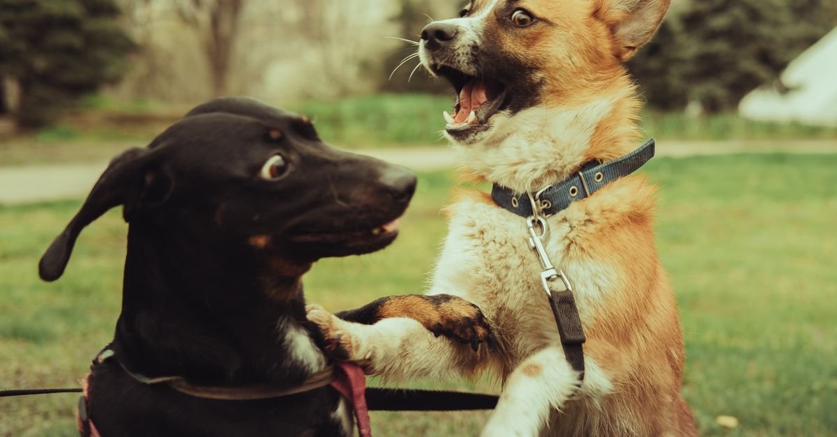 Dog Behavior Tools