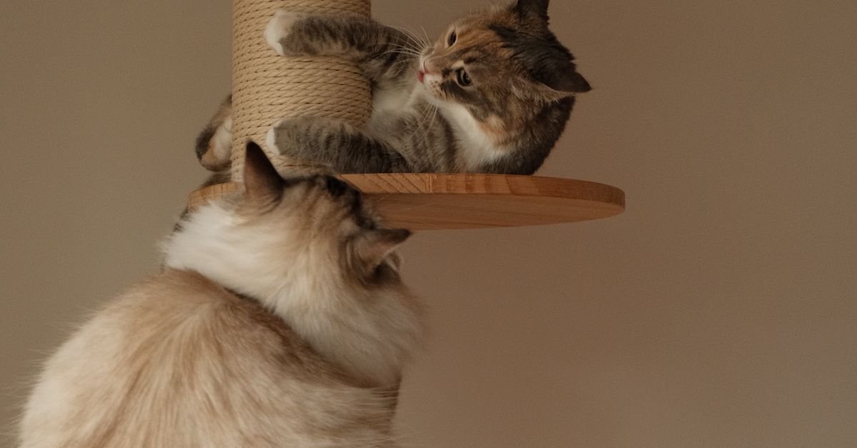 Cat Scratching Post