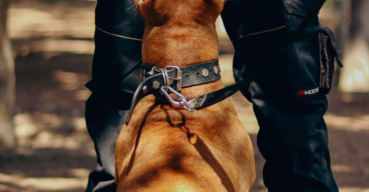 E-Collar Training