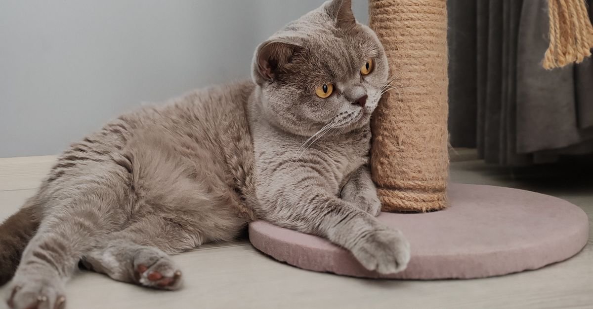 Cat Scratching Post