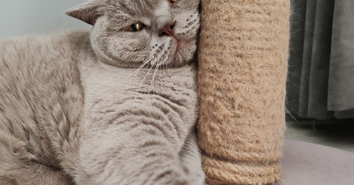 Cat Scratching Post