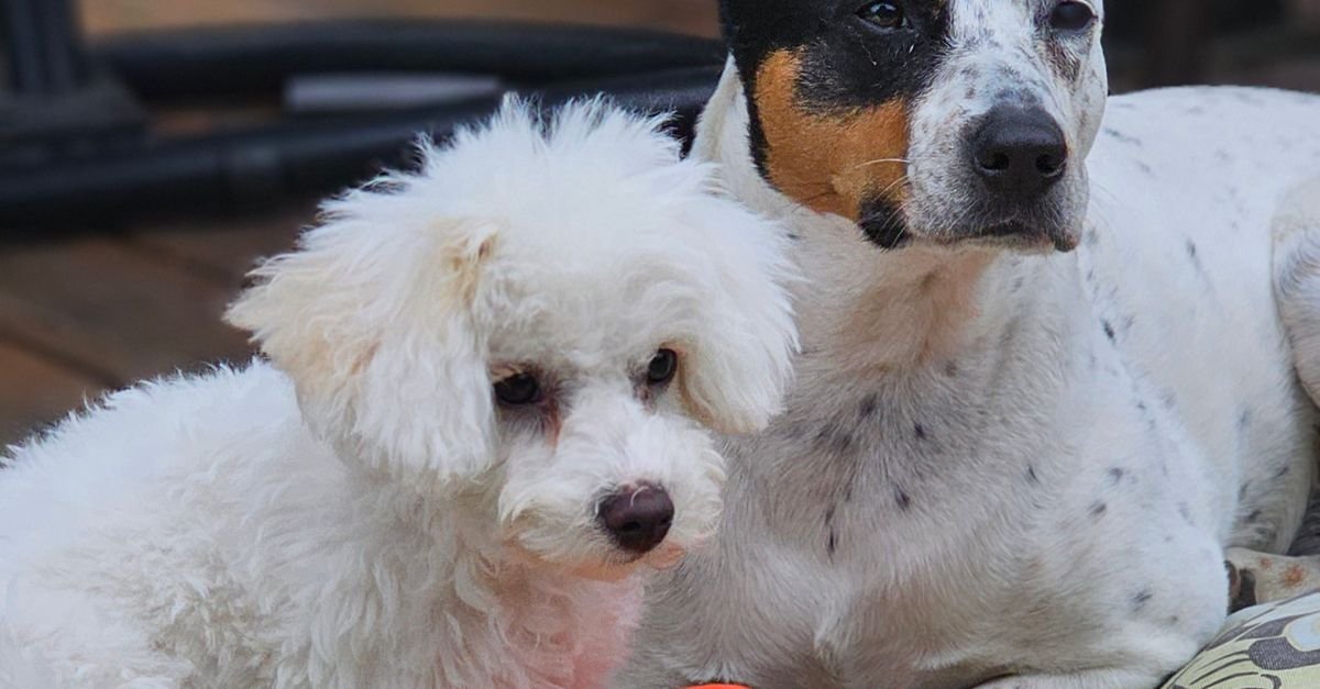 Treat Dispensing Ball Dogs