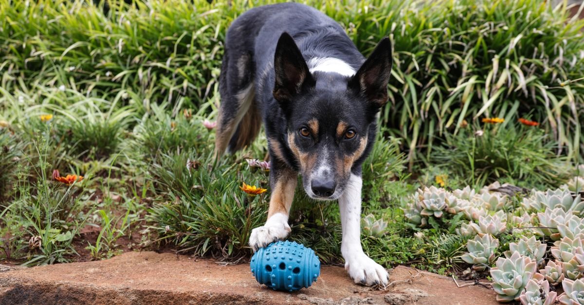 Treat Dispensing Ball Dogs