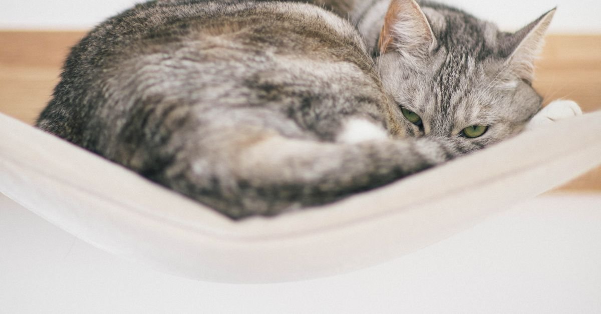 Cat Activity Tower Hammock
