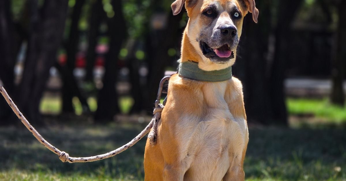 Dog Behavior Tools