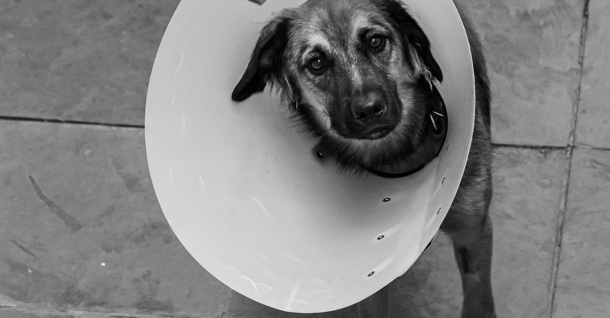 E-Collar Training
