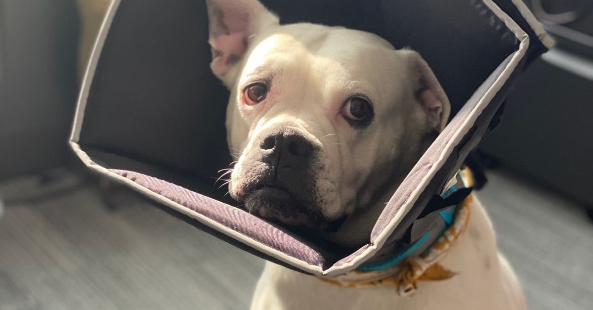 E-Collar Training