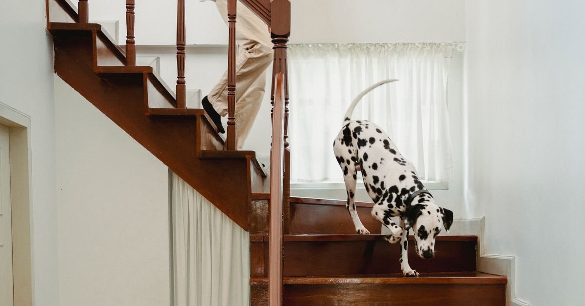 Dog Gate Stairs