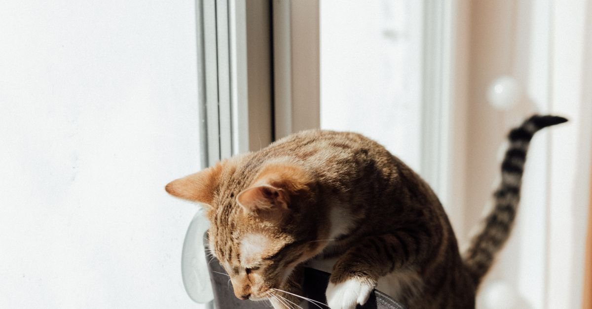Cat Activity Tower Hammock