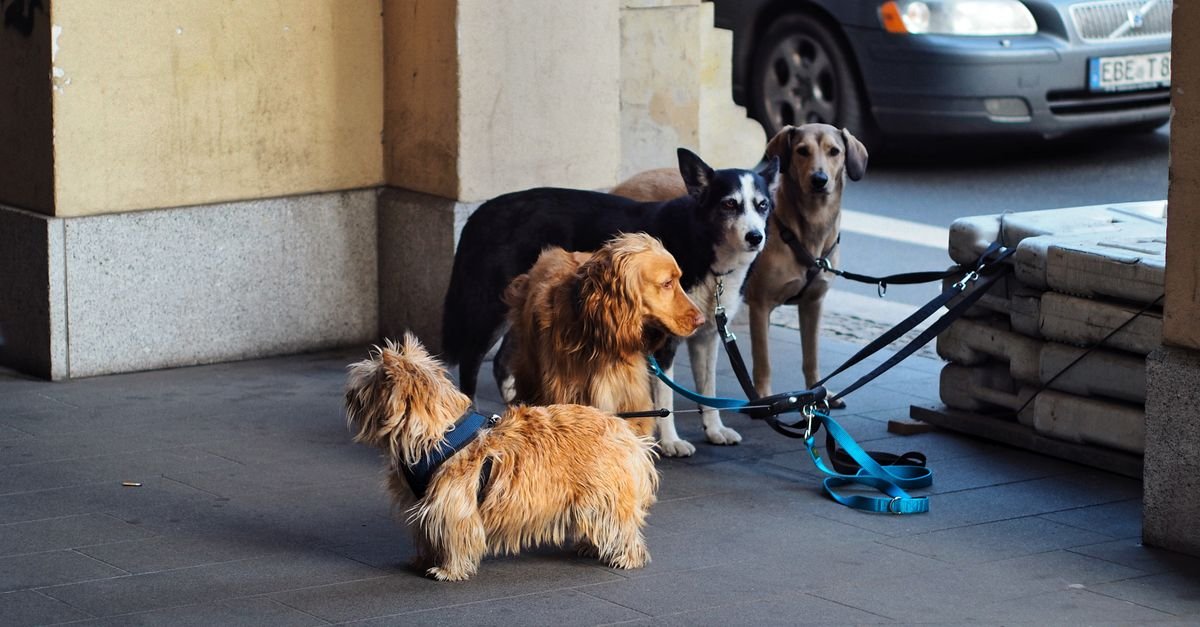 Leash Training Tools