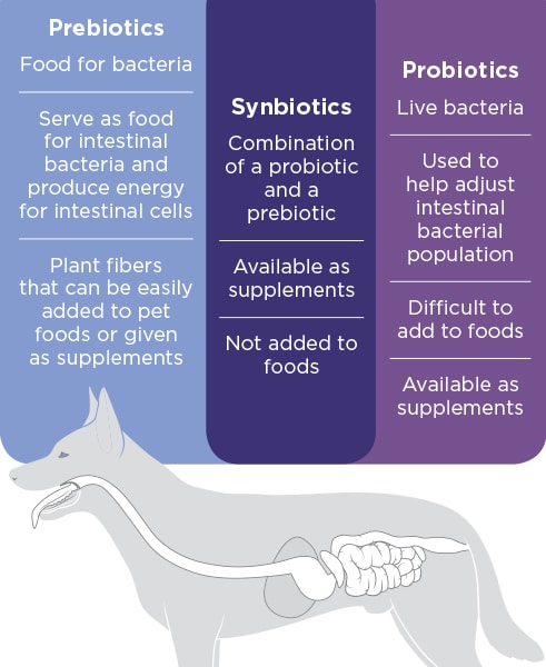 Probiotics Benefits for Dogs