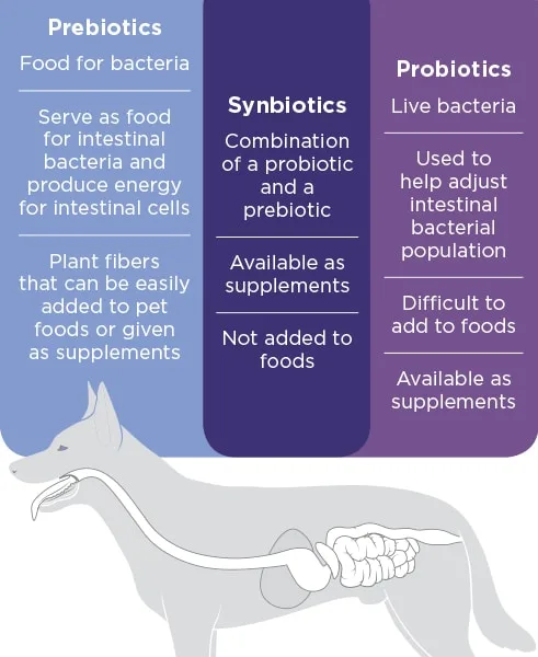 Probiotics Benefits for Dogs