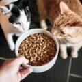 Choosing the Best Food for Cats