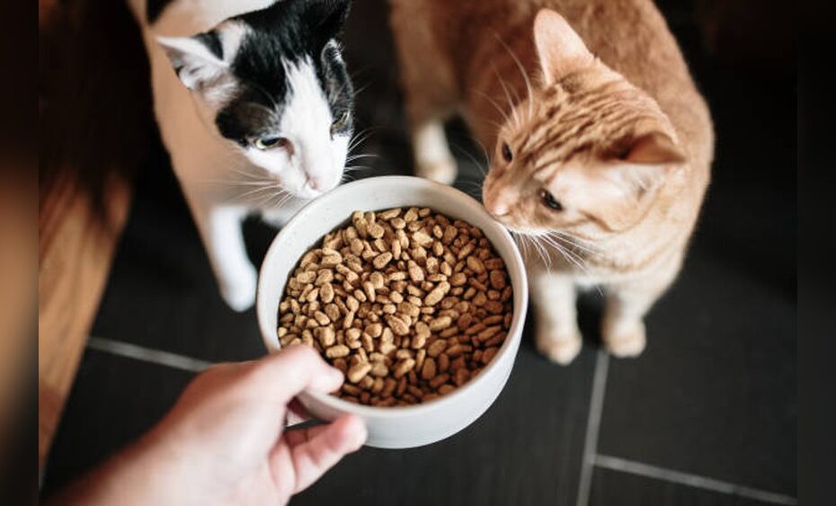 Choosing the Best Food for Cats