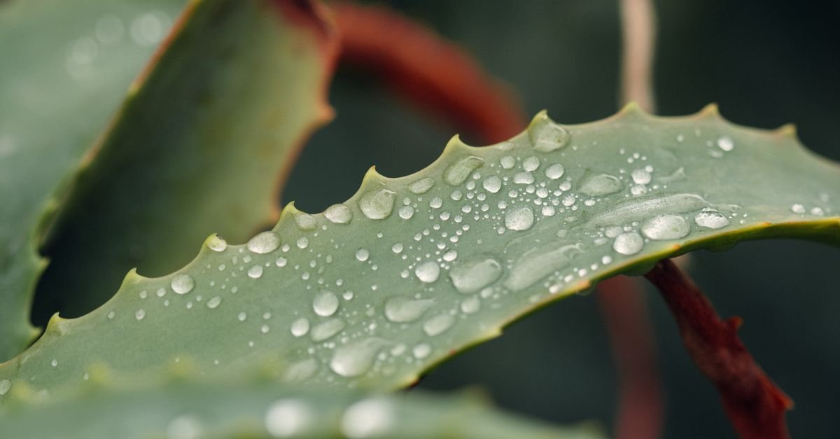 Aloe