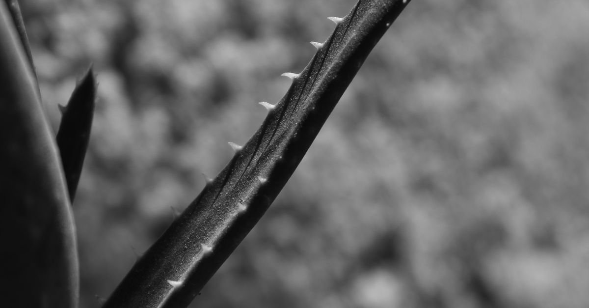 Aloe