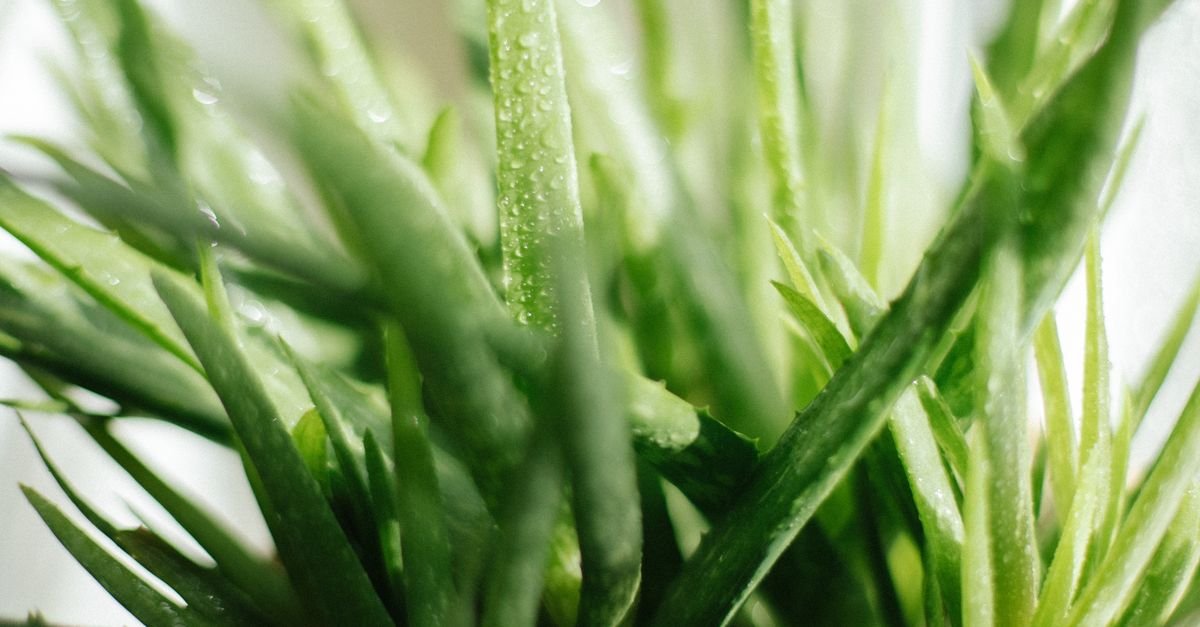 Aloe