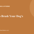 04 dog teeth