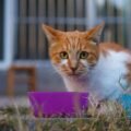 05 kitten food