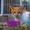 05 kitten food