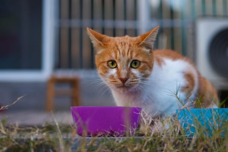 05 kitten food