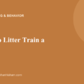 05 litter train