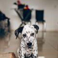 06 pet cameras