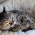 07 cat beds