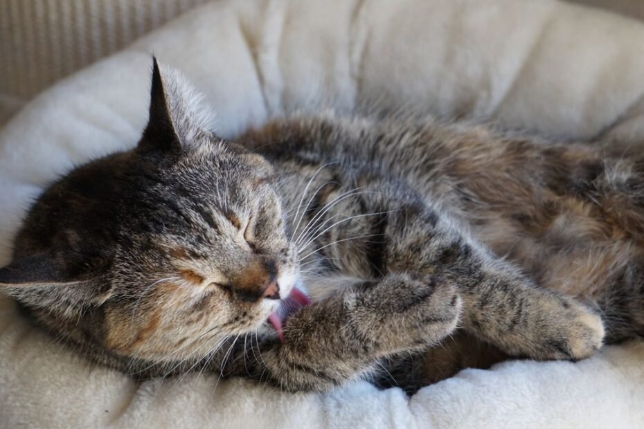 07 cat beds