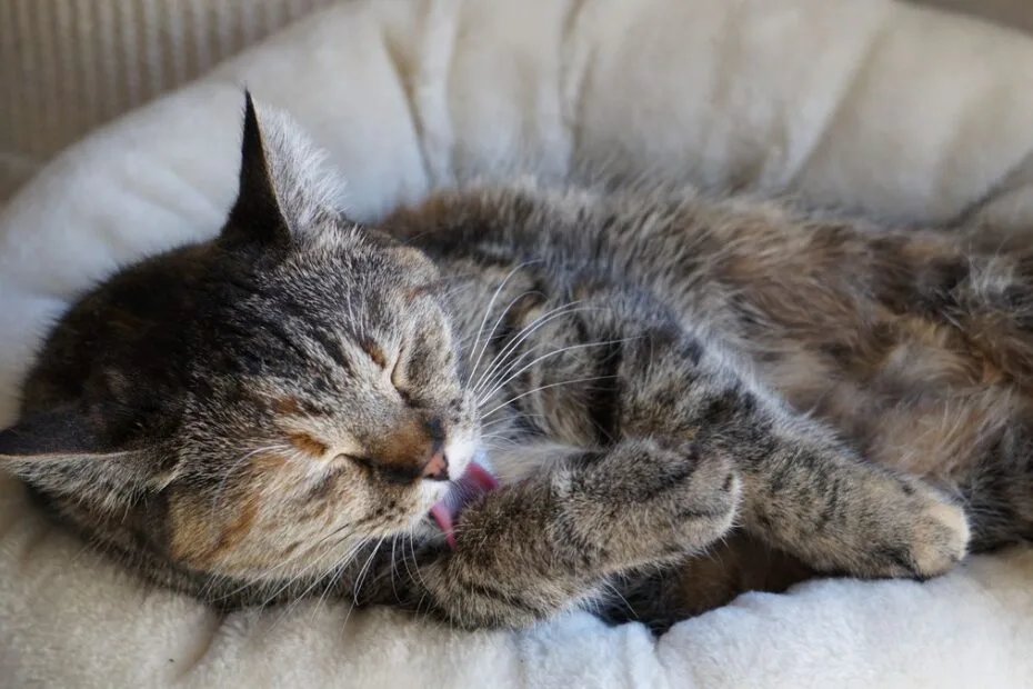 07 cat beds
