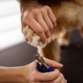 08 dog nail clippers