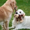 09 puppy toys