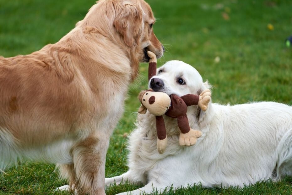 09 puppy toys