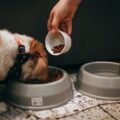 10 slow feeder bowls
