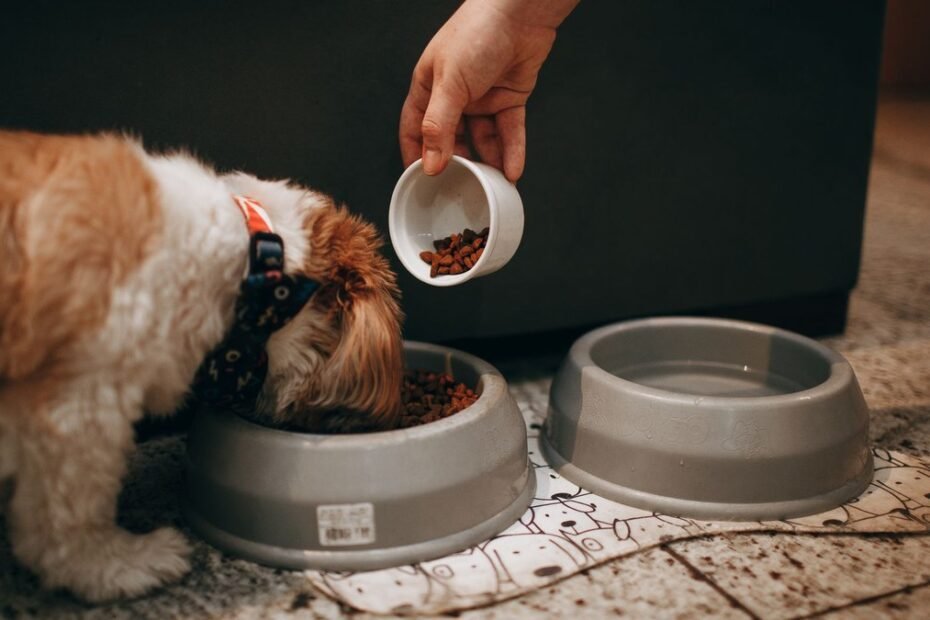 10 slow feeder bowls
