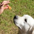 11 dog training treats
