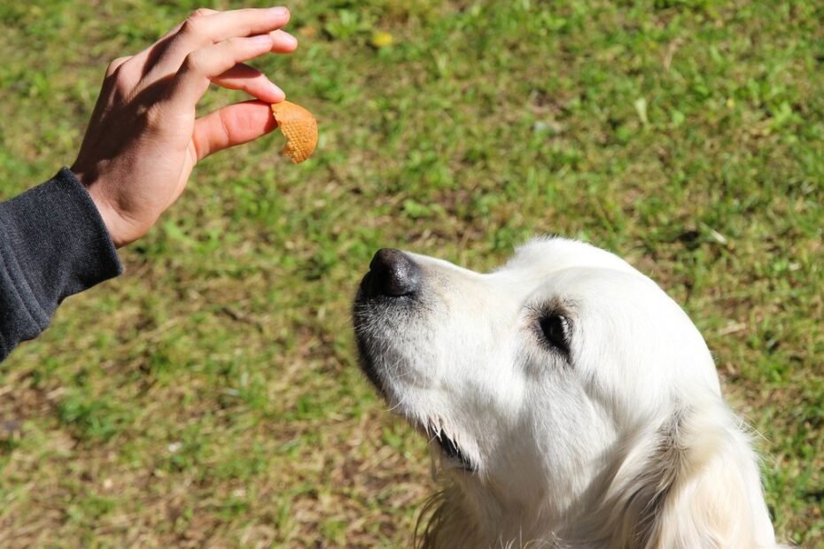 11 dog training treats