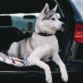12 dog ramps