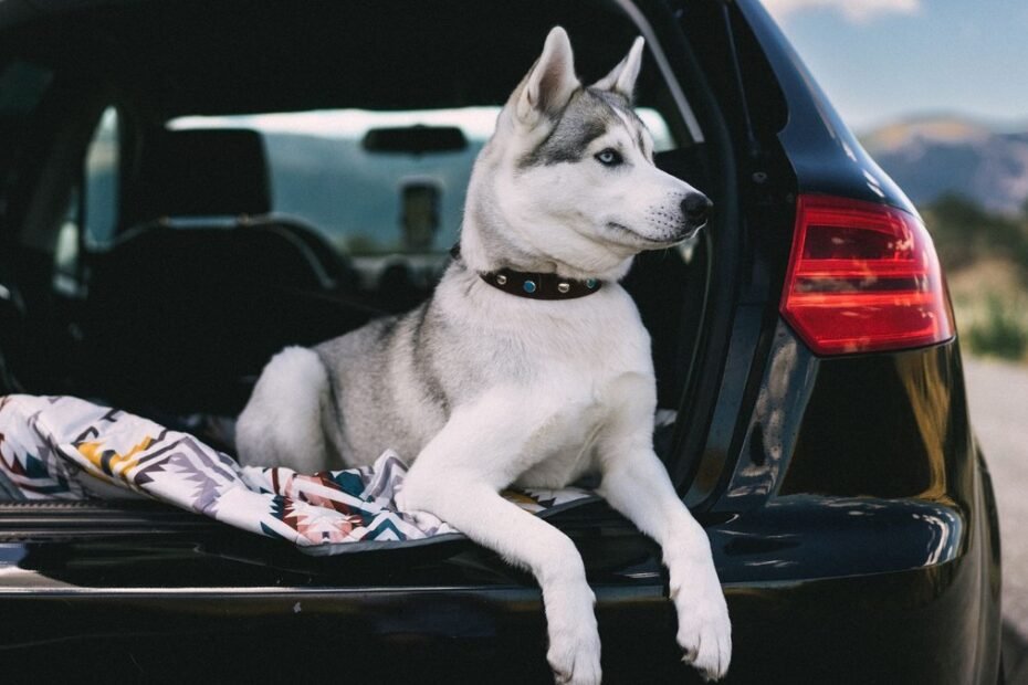 12 dog ramps