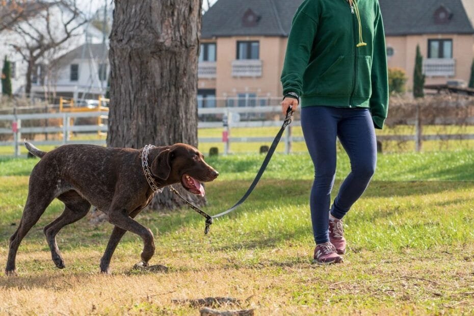 13 dog poop bags