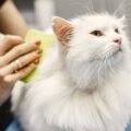 14 cat grooming gloves