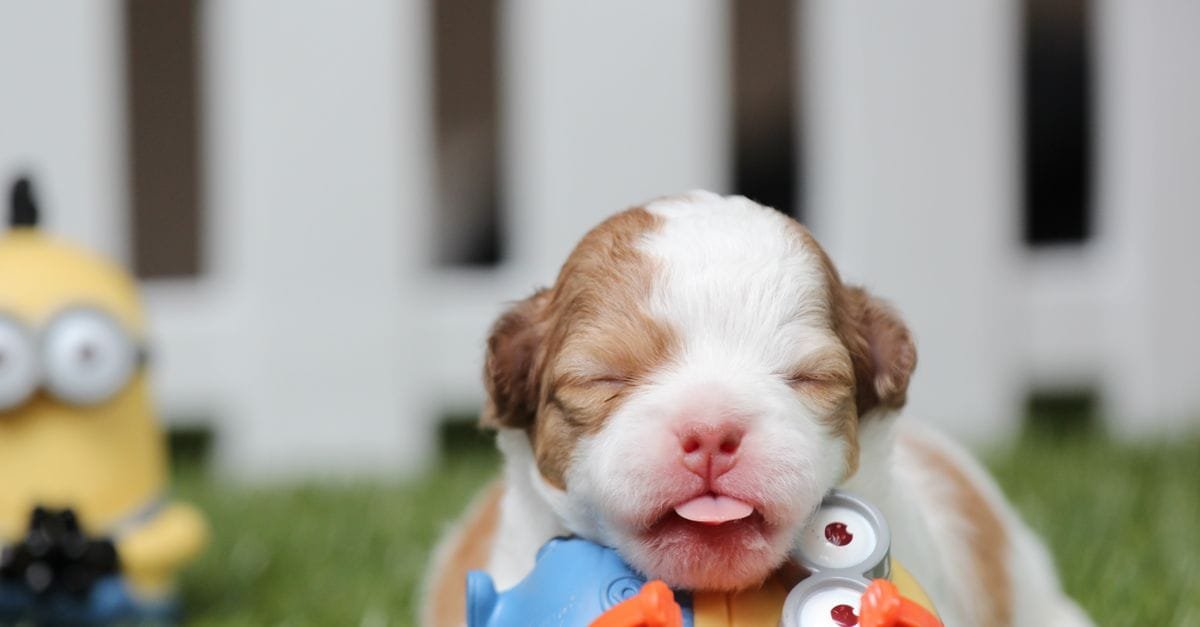 Puppy Toys