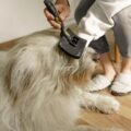Person using a deshedding brush to groom a fluffy dog and remove loose fur