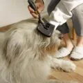 Person using a deshedding brush to groom a fluffy dog and remove loose fur