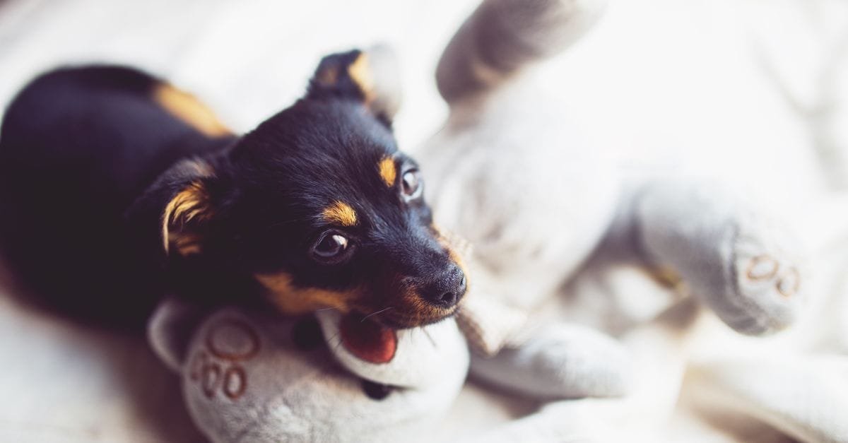 Puppy Toys