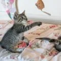 kitten care guide