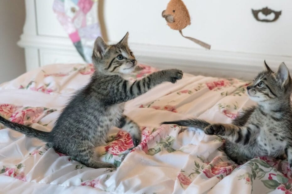 kitten care guide