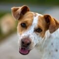 Happy mixed-breed dog whose breed makeup could be revealed by a dog DNA test