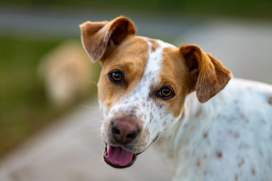 Happy mixed-breed dog whose breed makeup could be revealed by a dog DNA test